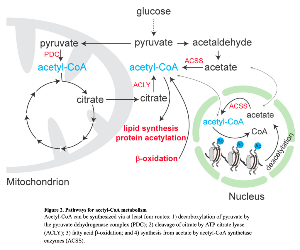 PDC is used by aerobes