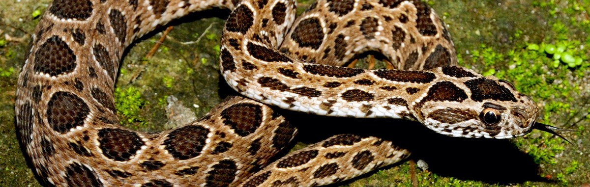 Episode 43 – In Vivo&nbsp;Veritas