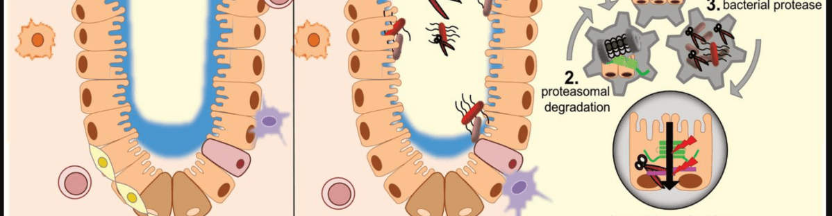 Episode 45 – (Trans)locating the&nbsp;bacteria