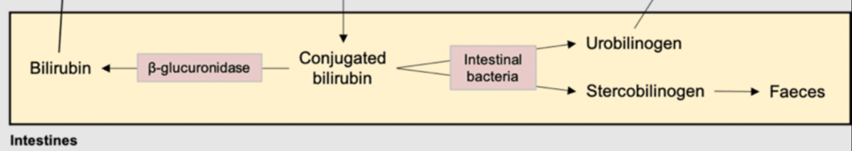 Episode 62 – Connected&nbsp;Bilirubin
