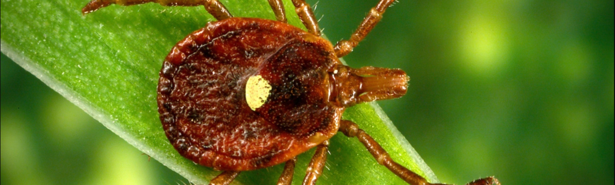 Episode 61 – Of ticks, alpha-gal, and red meat&nbsp;allergies