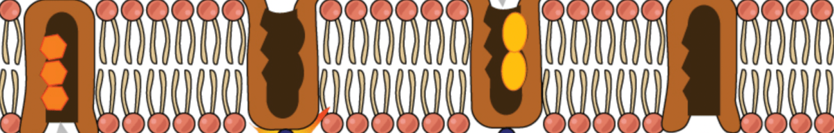 96 – Dr. Mike Todorovic and the Wonders of the Na+/K+ ATPase&nbsp;Pump