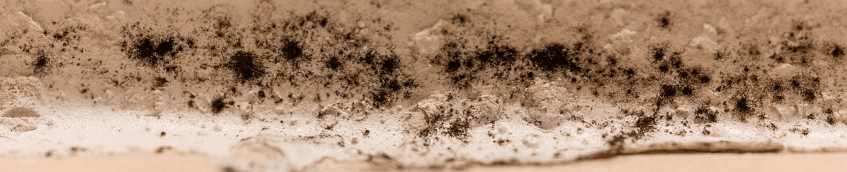 Episode 114 – The Mold that Eats Radiation for&nbsp;Breakfast